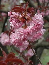 Cerisier propriétés thérapeutiques et médicinales : Cerisier Du Japon Royal Burgundy Prunus Serrulata Le Jardin Du Pic Vert