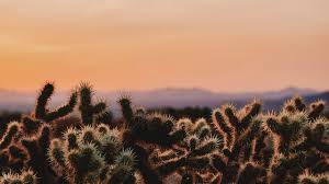 If you're in search of the best 2560x1440 wallpaper, you've come to the right place. Cactus Desert California Wilderness 2560x1440 Wallpaper Wallhaven Cc