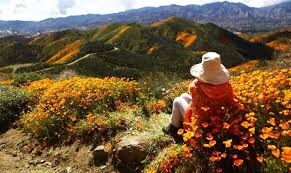 Poppy apocalypse overwhelms lake elsinore 02:32. Tens Of Thousands Converge On California Poppy Apocalypse Arab News