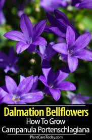 Campanula Portenschlagiana Care How To Grow Dalmation Bellflowers Campanula Portenschlagiana Campanula Campanula Plant
