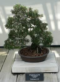 Quest'albero è stato a lungo una presenza familiare in giappone divenendo anche oggetto di culto. Datei Pinus Thunbergii Bonsai 2 Jpg Wikipedia