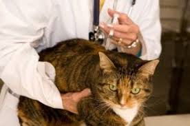 Veterinarian approved cbd dosing for your pets. Convenia For Cats Sacrificing Safety For Convenience