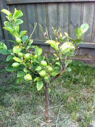 Fertilizing a meyer lemon tree. Why Isn T My Lemon Tree Growing Gardening Landscaping Stack Exchange