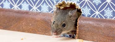 Schadlingsbekampfung in berlin die ratte als opfer der. Mause Und Ratten Verbreiten Hantaviren