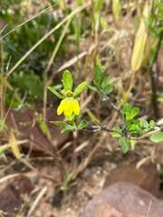 Image result for Justicia odora