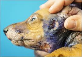 Start date mar 21, 2013. Aly Dachshund Puppy M A I N Medical Animals In Need Dog Rescue In Phoenix Arizona