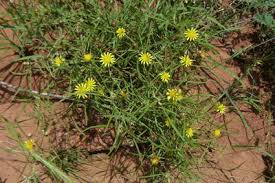 Image result for Geigeria burkei