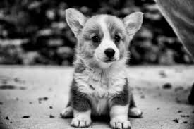 Find corgi puppies for sale with pictures from reputable corgi breeders. Home