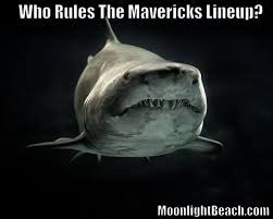 Here's everything you should know about the sharks business backgrounds and more. Video California Surfing News Great White Dominates Lineup Moonlight Beach Encinitas Ca