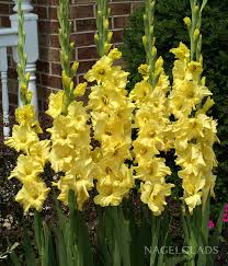 Image result for Gladiolus brachyphyllus