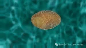 Image result for Cuscuta hyalina