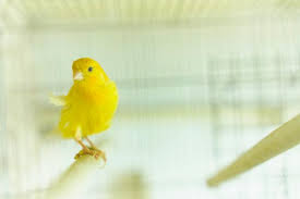 We did not find results for: Como Mejorar El Canto Del Canario Causas Tips Y Remedio