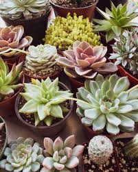 One of the fun things about succulents is that they look terrific in all kinds of containers and they are easy to grow (even for those with black. Decorating Your Home With Succulents 20 Options Homeehome