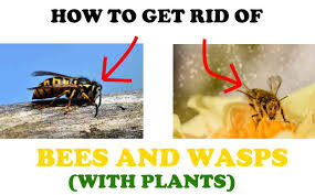 How do i get rid of bees for free? 14 Plants That Repel Bees And Wasps With Proof Bugwiz