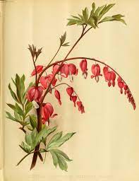 Bleeding Heart Dicentra Spectabilis Circa 1891 Flower Illustration Nature Tattoo Sleeve Heart Flower Tattoo