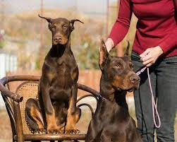 What S The Actual Lifespan Of A Doberman Pinscher Doberman Planet