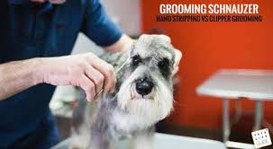 Within the faded area on the sides and rear of your head, your barber can truly alter your look drastically depending upon how he does the fade. Schnauzer Grooming Do Schnauzers Shed Schnauzer Cut And Tools