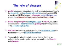 Insular apparatus of the pancreas (insulinoma) § insufficient production of hormones promoting catabolism. An Overview Of Whole Body Metabolism å…¨èº«ä»£è¬ç¸½è¦½ Ppt Download