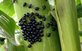 We did not find results for: Flea Beetle Control Wipe Out These Pests Epic Gardening