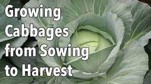 Check spelling or type a new query. Growing Cabbages From Sowing To Harvest Youtube