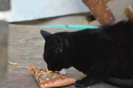 Thebarkspace.com is a participant in the amazon services llc associates program, an affiliate advertising program designed to provide a means for sites to earn advertising fees by advertising and linking to amazon.com. Feral Cats Eat Pizza