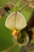 Image result for Rhynchosia viscosa