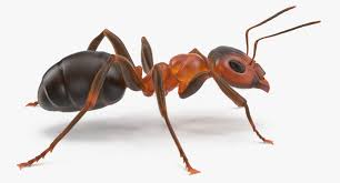 Ant 3d X In 2020 Ants Eureka 3d Model