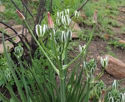 Image result for Albuca setosa