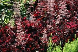 Other great shade loving plants are evergreen trees and shrubs. Shade Loving Plants Lovetoknow