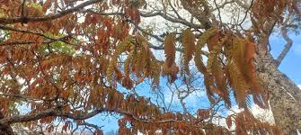 Image result for Uapaca nitida