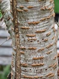 Woody plants have lenticels to get air to stem cells. Garden Word Lenticel Humboldt Botanical Garden
