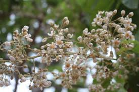 Image result for Carpodiptera africana