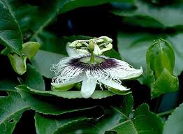 Image result for Passifloraceae