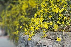 Image result for Jasminum nudiflorum