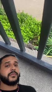 Passarinho Pardal Entra Dentro De Casa Significado