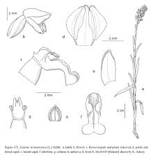 Image result for Zeuxine africana