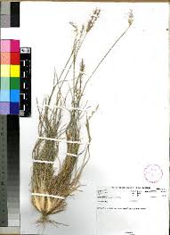 Image result for Tetrapogon tenellus