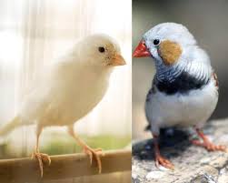 + how long do zebra finches live? This Is How Can Canaries And Finches Live Together 5 Tips For You Canary Birds Info