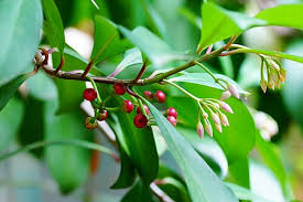Image result for Ardisia staudtii