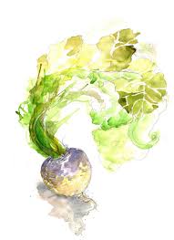 Turnip2small Jpg 900 1 238 Pixels Watercolor Fruit Watercolor Flowers Colorful Drawings