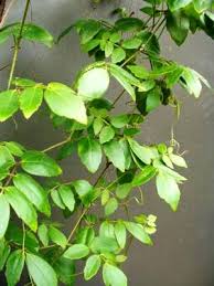 Image result for Cyphostemma robsonii