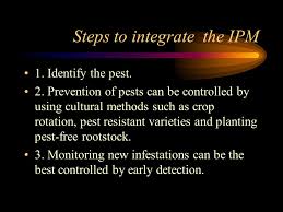 Integrated pest management (ipm) is an environmentally sensitive way of managing pests. Integrated Pest Management What Is Integrated Pest Management 1 Ipm Is Most Effective And Environmentally Friendly Method Approach To Control 2 Ipm Ppt Download