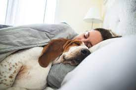 Why Does My Dog Cuddle With Me In The Morning 8 Reasons Dogdorable
