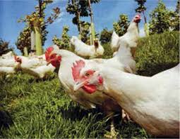 Outdoor kitchen islands backyard chickens salmonella symptoms. What Are The Regulations And Pitfalls For Treating Backyard Chickens Companion Animal