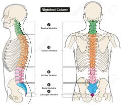 vertebral column of human body anatomy infograpic diagram including