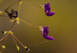 Image result for Equilabium