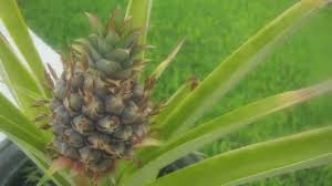 These challenges include feeding by certain birds, unsuitable soil conditions, and a fungal disease called blueberry rust (pucciniastrum vaccinii). 14 Fun Facts About Hawaiian Pineapples Origin History Pizza Hawaii