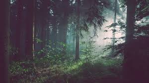 What To Do If You Re Lost In The Woods Forest Pictures Lost In The Woods Forest