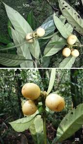 Image result for Gaertnera