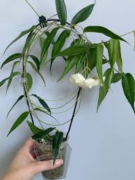 Image result for Begonia nyassensis